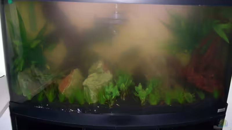 ...und 3 Tage später Nebel des Grauens durch schimmelnde Wurzel... von Olaf D. (14)