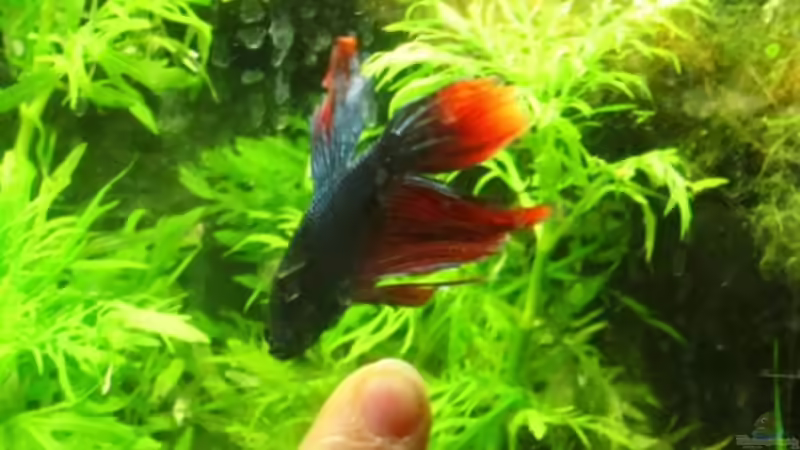 ...und am 3.8.10 =) von Launebär (5)