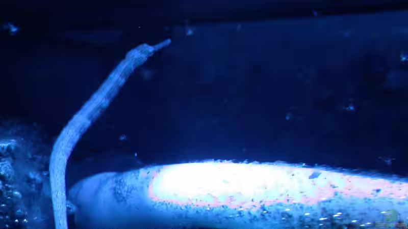 ...und beim Festessen, als die Wurdemann-Kuh gekalbt hat. von Bacalhau (18)