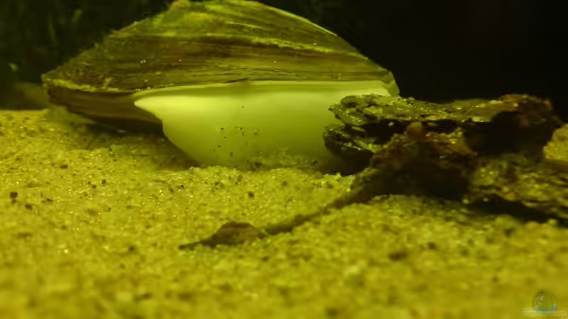 ...und beim in den Grund graben mit ihrem Fuß. von Friedrich Tietze (20)