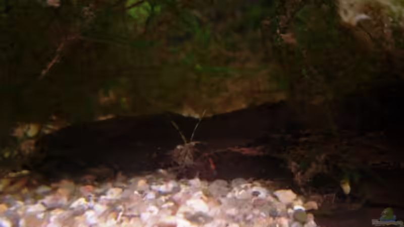 ...und das Ergebniss! :-) von aetti (8)