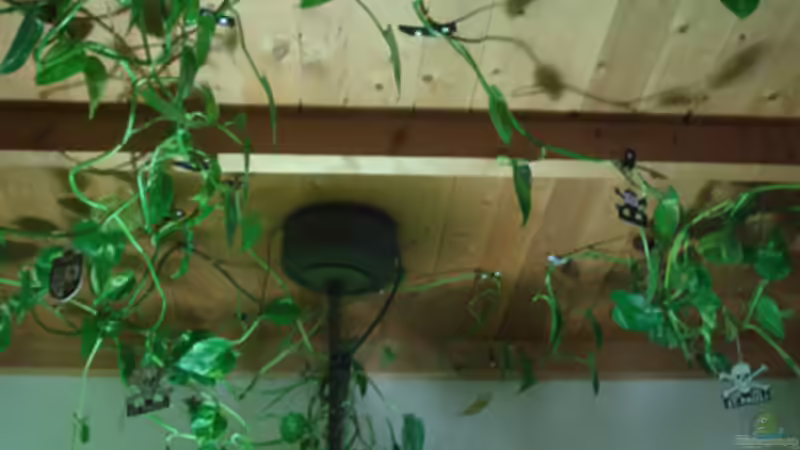 ...und die Planze ist noch sehr viel größer...;-) von koba2 (22)