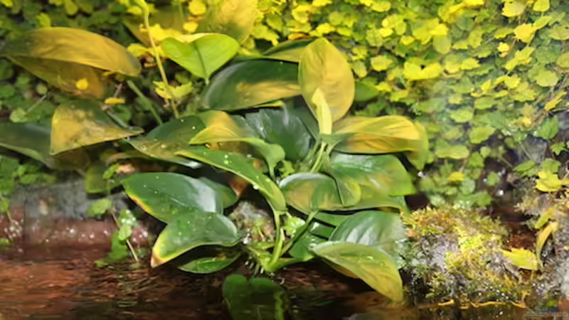 ...und diese blühen ganzjährig. von diveman (9)