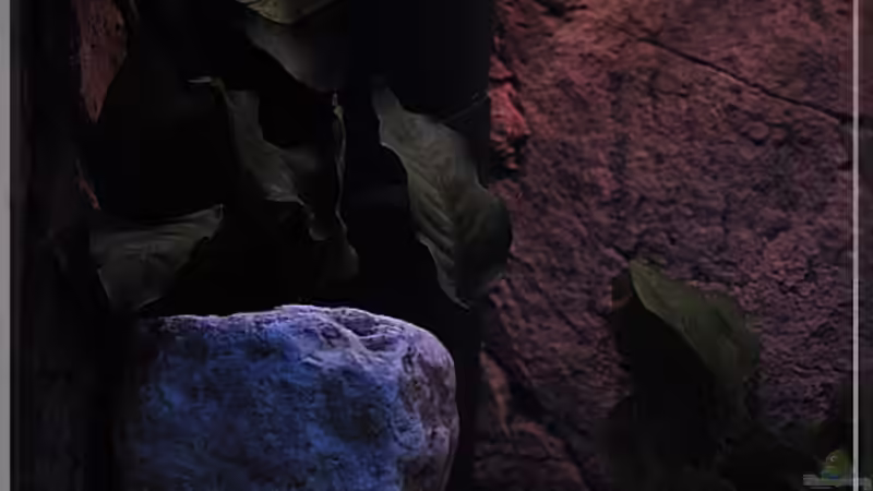 ...und ein FLUVAL 4Plus ist auch noch dabei... von ***ELLIS*** (33)