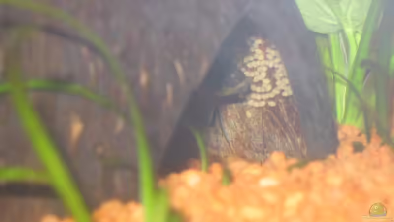 ...und immer schön nachzählen! von Ralf Franke (15)