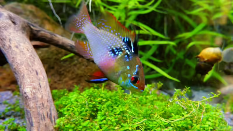 ...und noch mal  von Sambia (61)