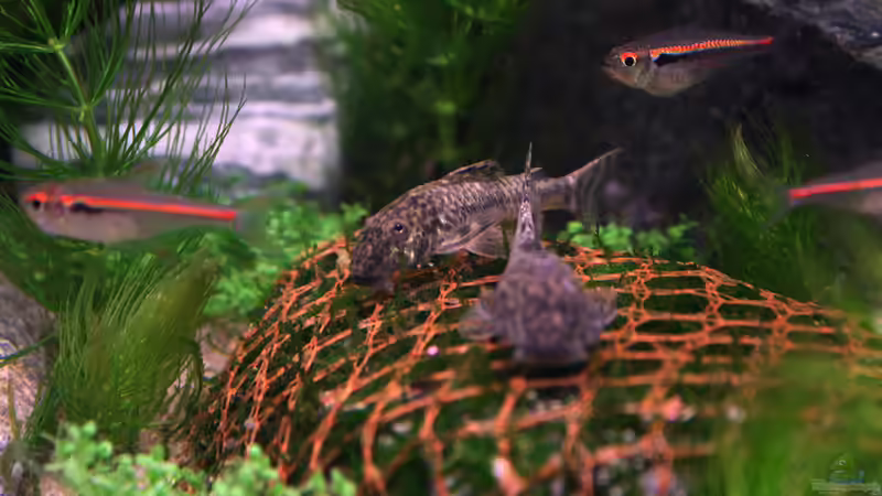 ...und nochmal... von vixen (39)