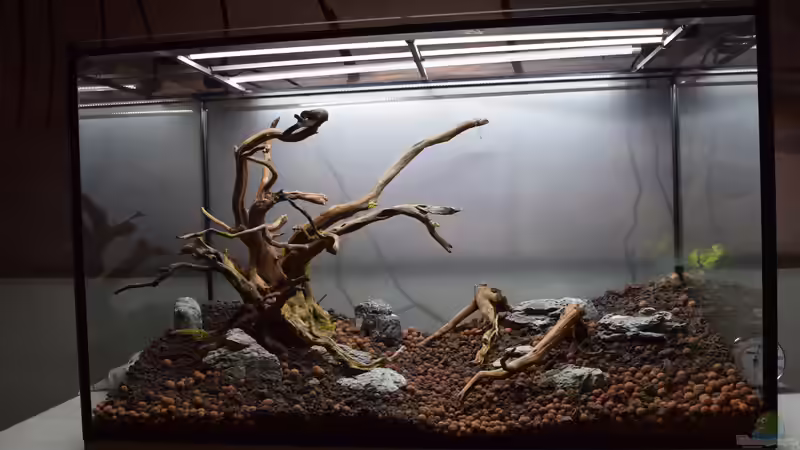 ...und Seiryu Stones von Junglist (53)