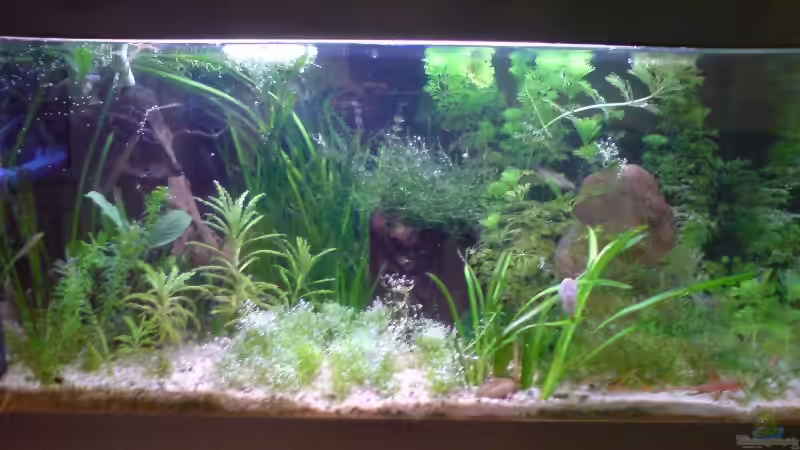 ...und so schauts jetzt aus von Dommsel (2)