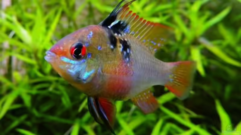 ...und weils so schön war ... von Sambia (62)