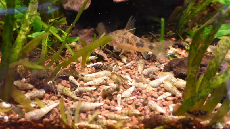 ...und Wirkung von Blackwater (41)