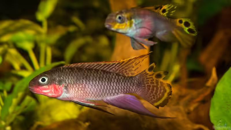 Einrichtungsbeispiele für die Haltung von Pelvicachromis taeniatus (Smaragdprachtbarsch) im Aquarium