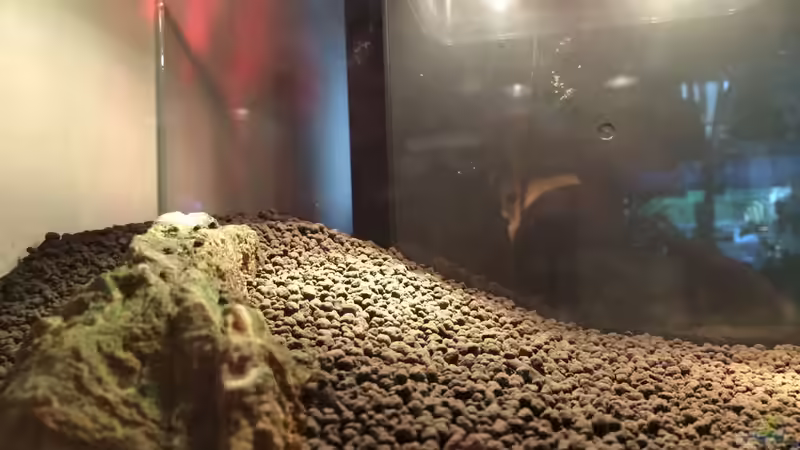 ...up the hill... von hawaii (4)