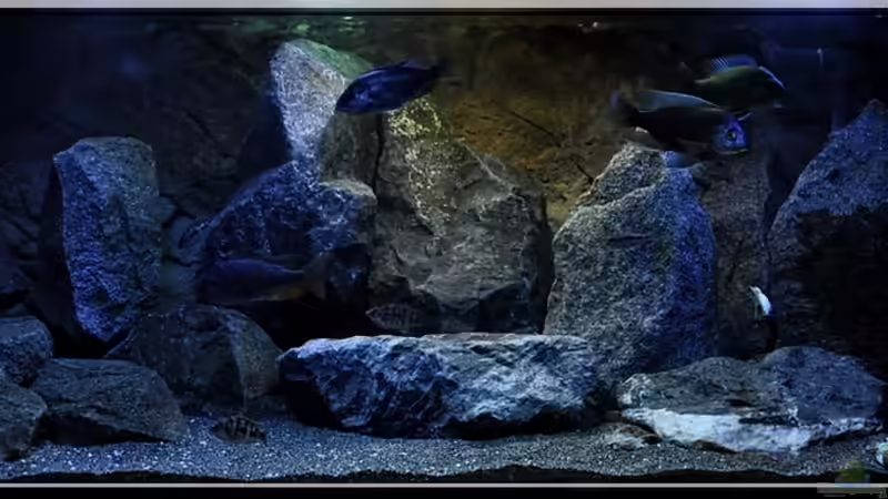 ...verschiedene von ***ELLIS*** (4)