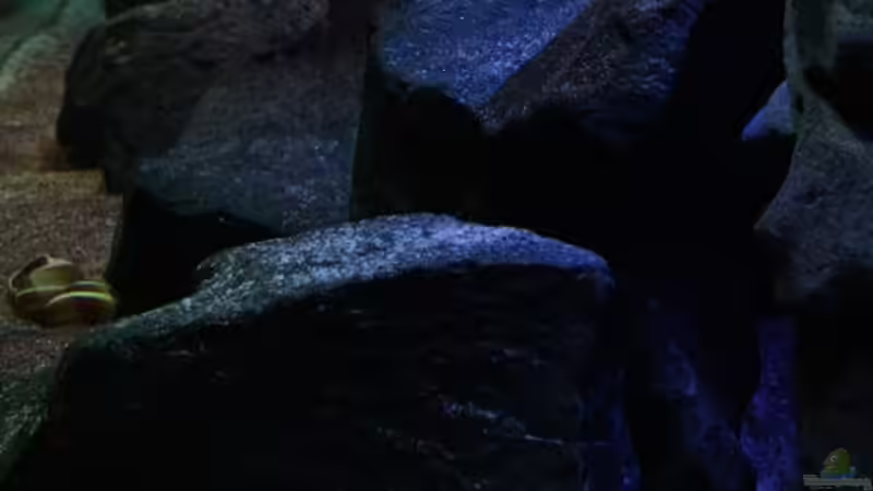 :-)) von Michael Reiz (9)