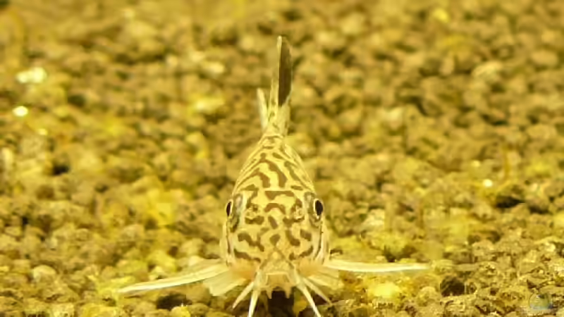 ...was guckst Du ???? von A. G. (12)