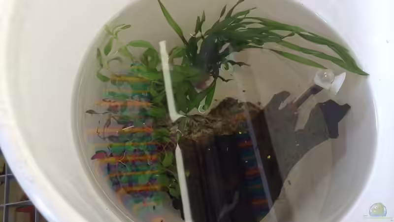 ...watering... von hawaii (18)