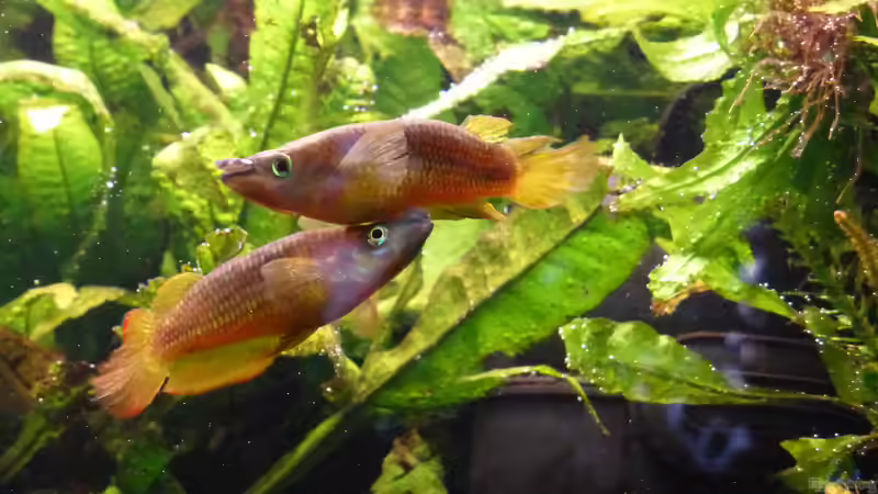 ...wenn kleine Männer sich streiten von Blackwater (28)