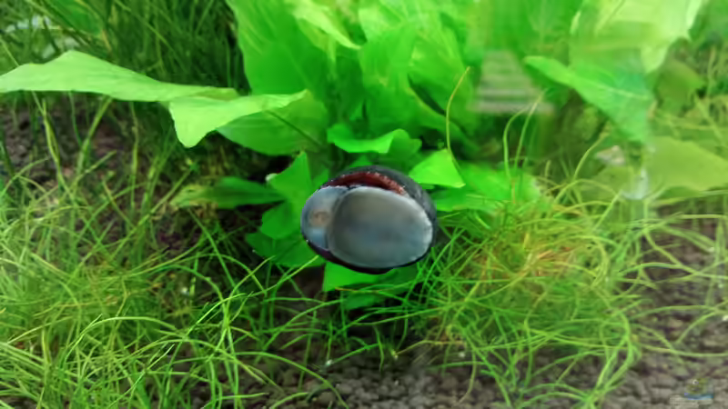 ...wer diese Tiere einmal gepflegt hat, möchte sie nicht mehr missen! von Torsten Bullmahn (54)