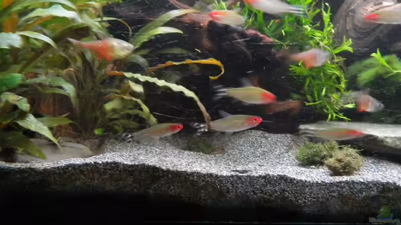 ...ziehen sie. von Nick3 (27)