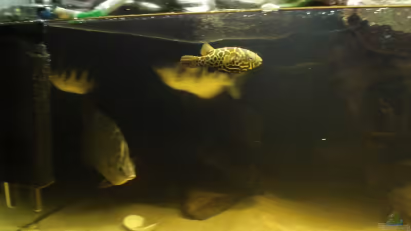 ..alle etwas schnelllllll.. von rot08 (8)