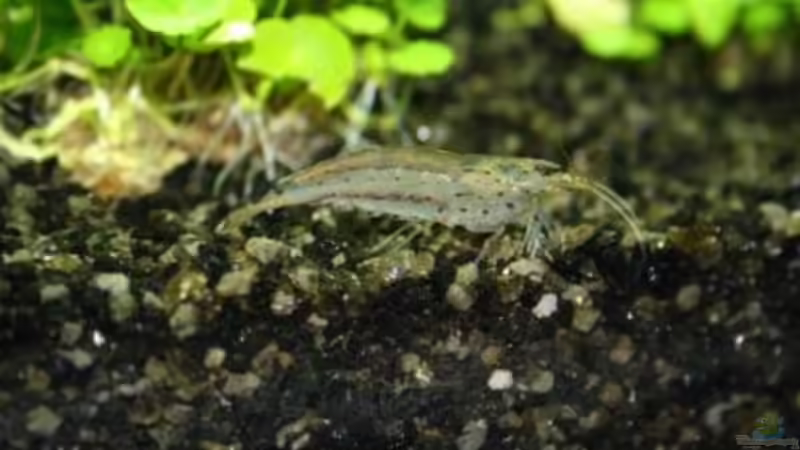 - Amanogarnele von Stefanie Engelhardt (22)