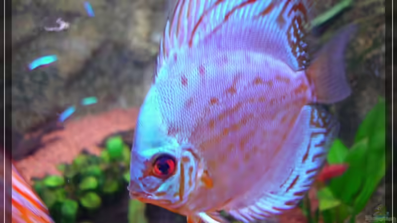 ~~~  Arno  ~~~ von Holger Rauhe (19)