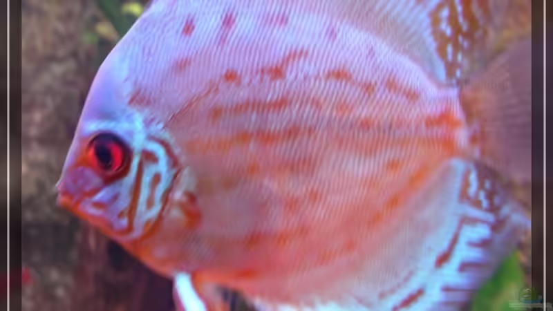 ~~~  Arno  ~~~ von Holger Rauhe (20)