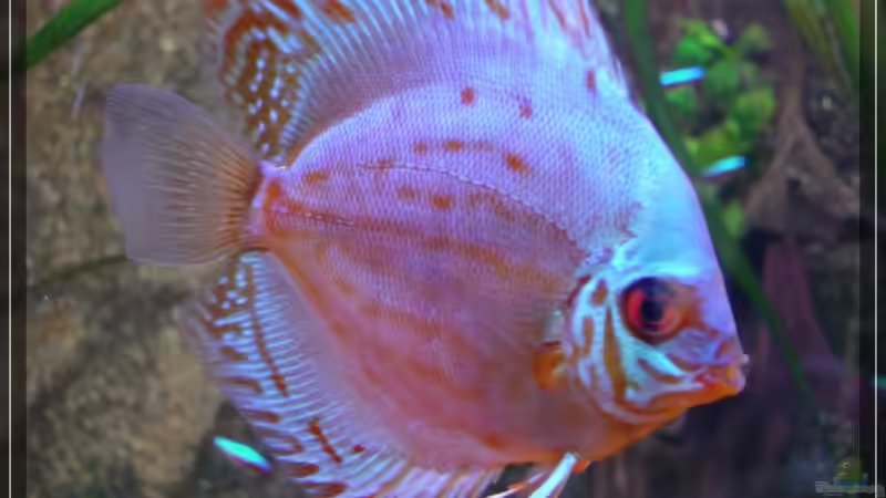 ~~~  Arno  ~~~ von Holger Rauhe (24)