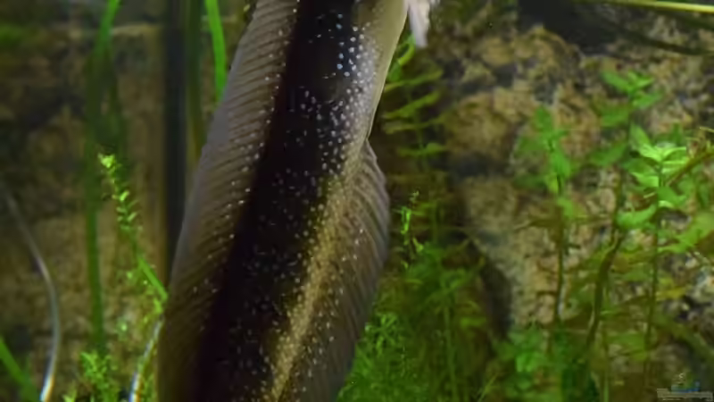 ..beim Luft holen. von Christian Andreas (6)