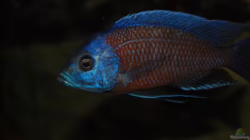 ><(((°>  Copadichromis borleyi Kadango F1 Bock von Manni (11)
