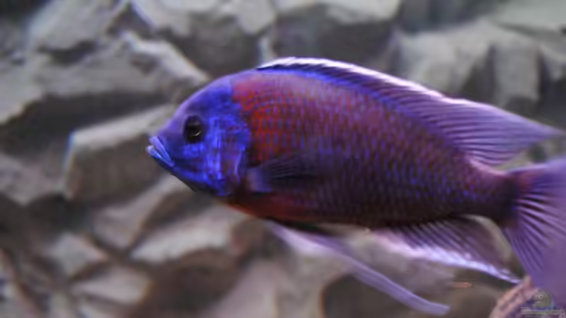 ><(((°>  Copadichromis borleyi Kadango F1 Bock von Manni (16)