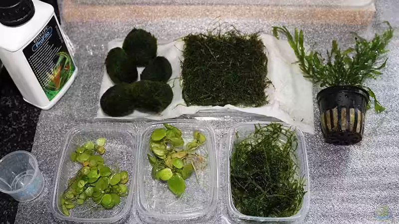 ..das was im Laden nicht vorrätig war wurde bestellt ...  von AjakAndi (14)