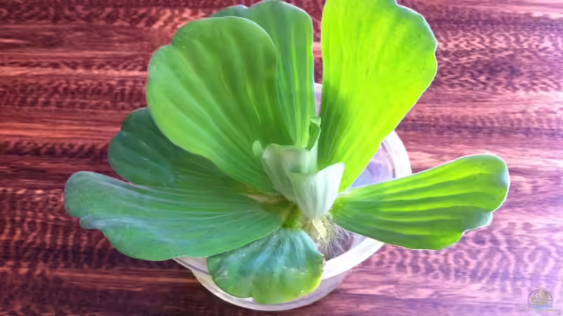 , dazwischen dann wieder Muschelblumen von GGuardiaNN (10)