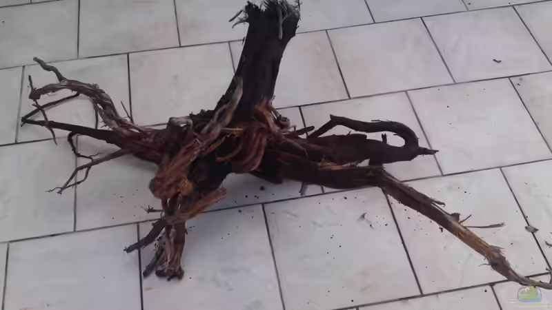 , diese Wurzel liegt im linken Schenkel, darunter wieder ein Sandsteinhaufen. von GGuardiaNN (52)