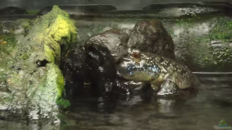 ..ei wo is er denn.. von rot08 (9)