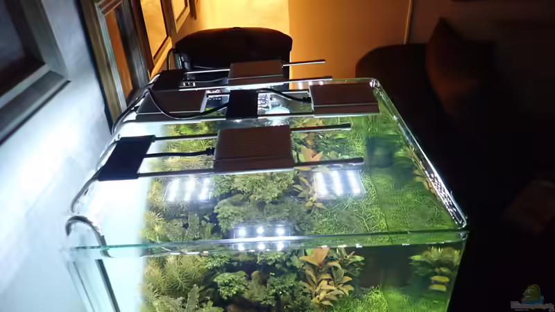 - ein LED-Modul hab ich versucht möglichst direkt über der Rotala wallichii zu von Mark D.C. (19)