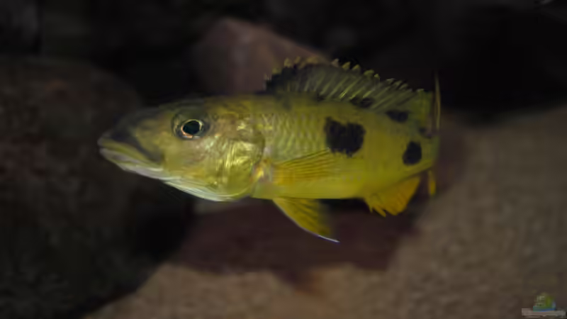  ><(((°> Exochochromis anagenys  Weibchen von Manni (14)