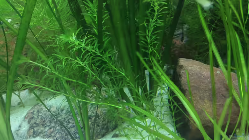   Hydrilla vertivillata von delphin (9)