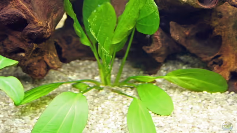 ..ja da war Sie noch klein von Daniel Knaeple (3)