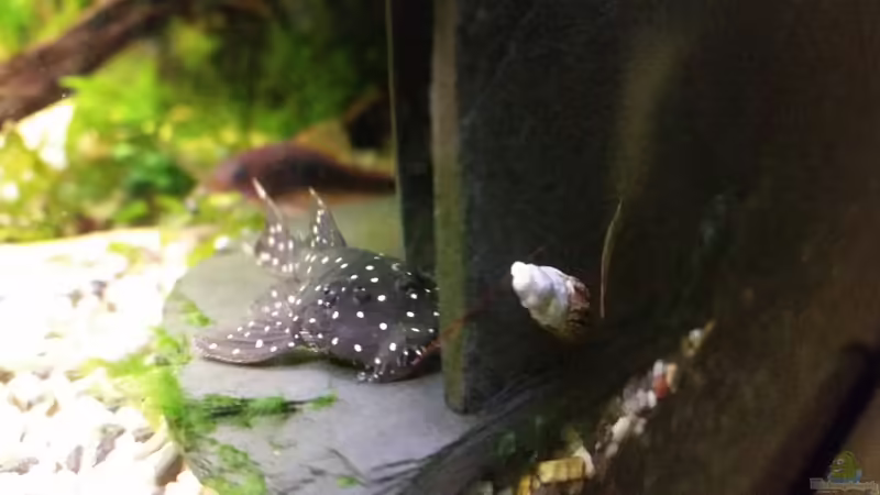   L107/L184  Brillant-Antennenwels  von Gigi (25)