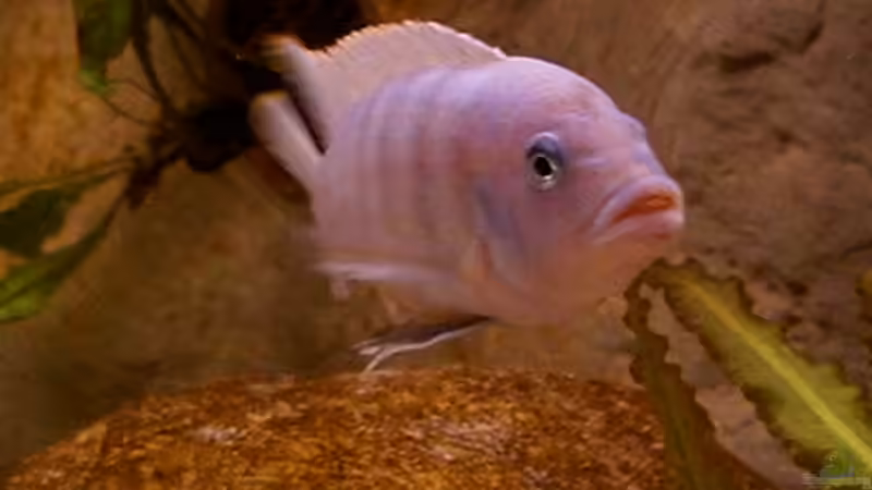   Metriaclima estherae männchen von Ronny Laumer (7)