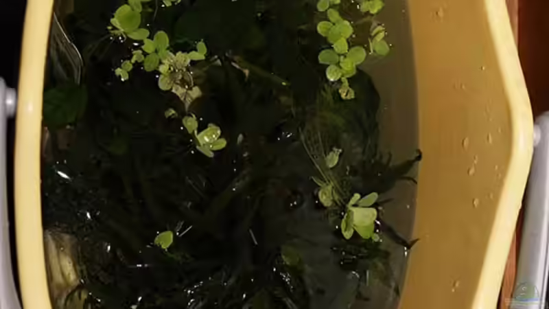 ..nach Einkauf bewässern .. dann ins Becken .. von AjakAndi (12)