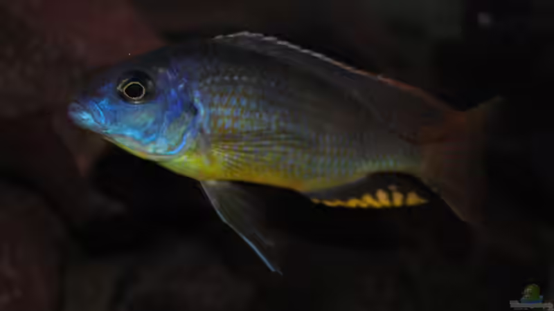 Einrichtungsbeispiele für Naevochromis chrysogaster