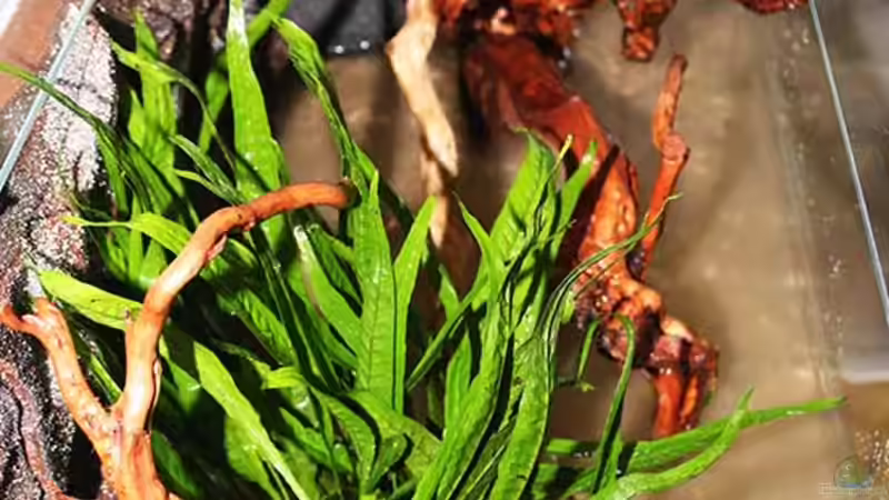 ..nicht alle Pflanzen brauchen Starthilfe .. einige gehen so ins Becken .. von AjakAndi (11)