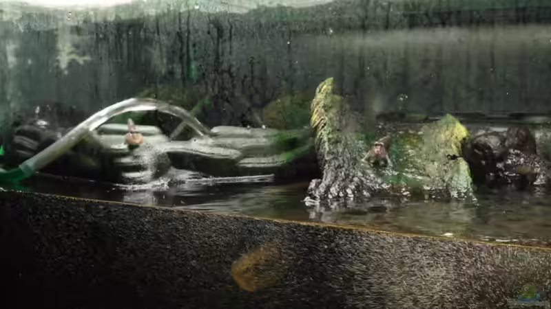 ..noch näher und wir springen.. von rot08 (4)