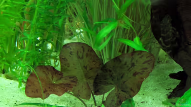   Nymphaea rot von The Last (4)