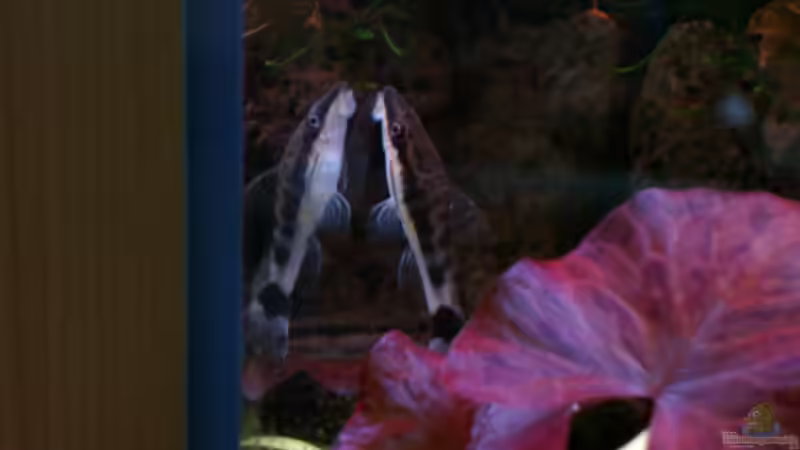   Ohrgitterharnischwels  von Sabrina Schäfer (14)