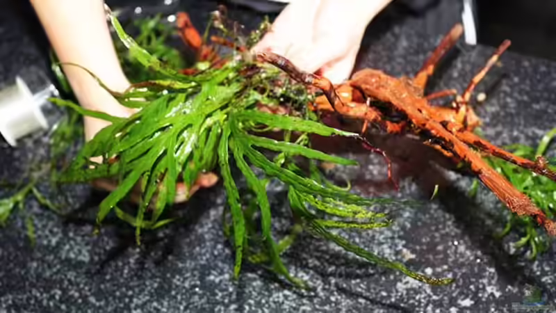 ..Pflanzen befestigen auf den Wurzeln .. von AjakAndi (13)