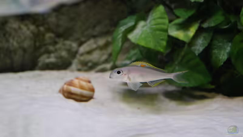 ,,red princess´ von Michael Walther (15)